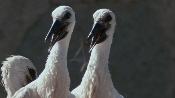 Europa selvaggia - Pendolari del Mediterraneo