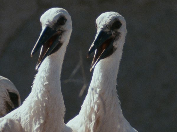 Europa selvaggia - Pendolari del Mediterraneo