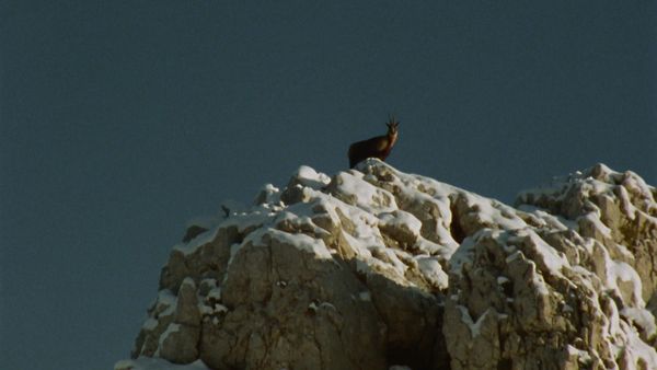 Europa selvaggia - Le corna più belle