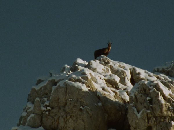 Europa selvaggia - Le corna più belle