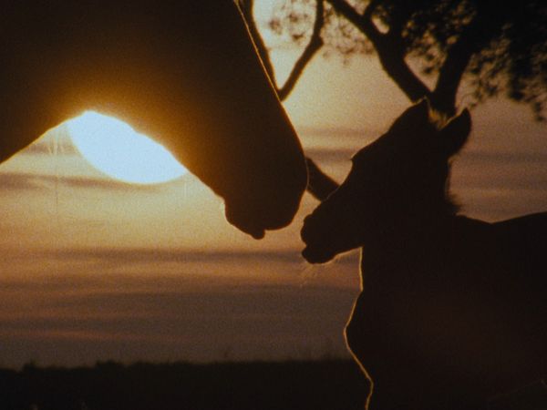 Europa selvaggia - L'amico dei Butteri