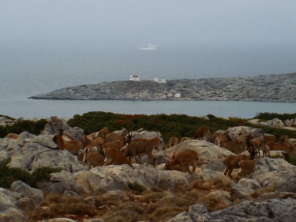 Europe sauvage - Les plus belles cornes