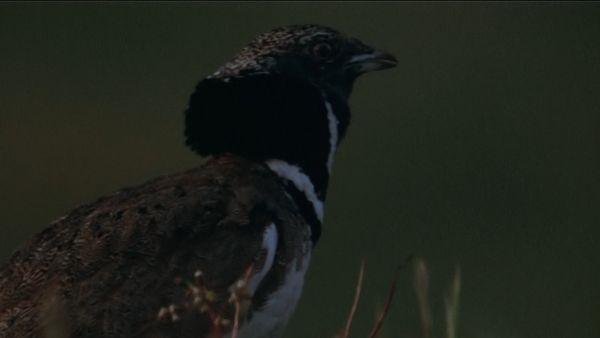 Europe sauvage - Dans le royaume de Sardaigne