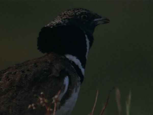 Europe sauvage - Dans le royaume de Sardaigne