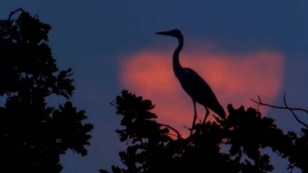 Europe sauvage - L'Arbre des hérons