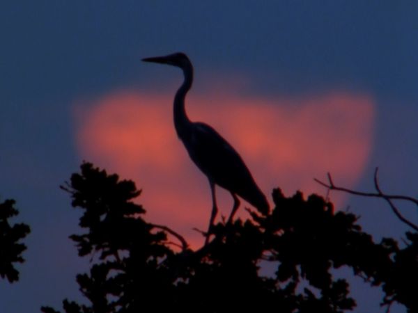 Europe sauvage - L'Arbre des hérons