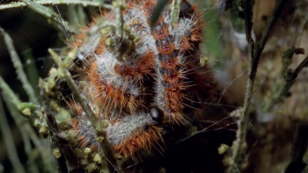 Europe sauvage - Du côté des insectes