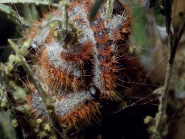 Europe sauvage - Du côté des insectes