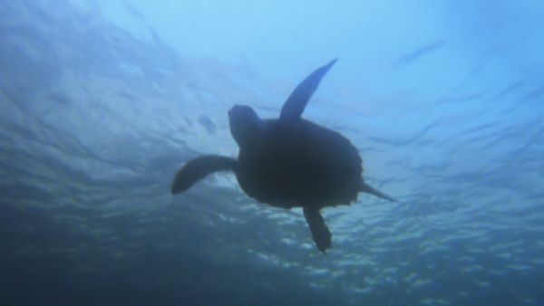 Europe sauvage - Loin de la terre en folie