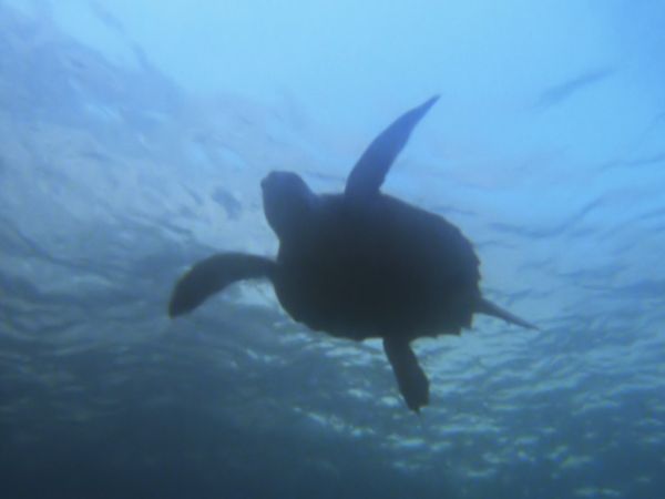 Europe sauvage - Loin de la terre en folie
