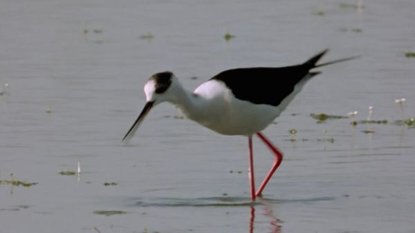 Europe sauvage - Des indicateurs biologiques