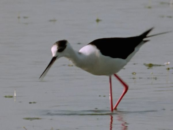 Europe sauvage - Des indicateurs biologiques