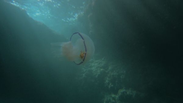 Europe sauvage - Drôles d'amitiés