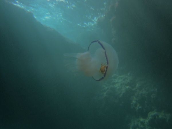 Europe sauvage - Drôles d'amitiés