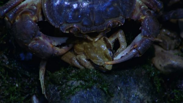 Europe sauvage - Les Étrangers de la périphérie