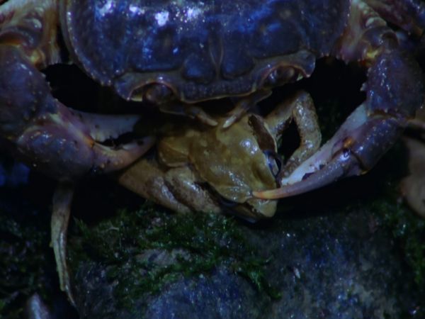 Europe sauvage - Les Étrangers de la périphérie