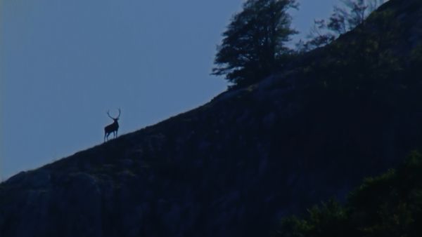 Europe sauvage - Le Retour du cerf