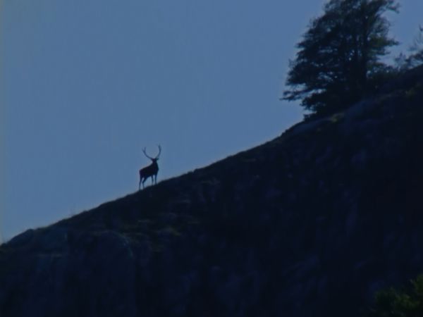 Europe sauvage - Le Retour du cerf