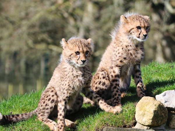 Animal Park - Episode 5