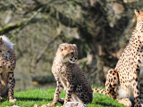 Animal Park - Episode 1