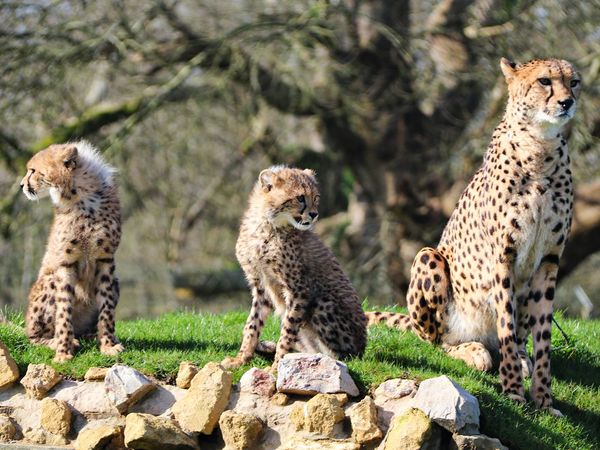 Animal Park - Episode 1