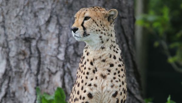 Animal Park - Episode 11