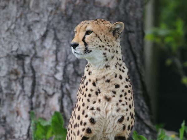 Animal Park - Episode 11