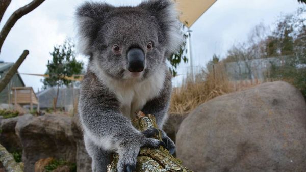 Animal Park - Episode 14