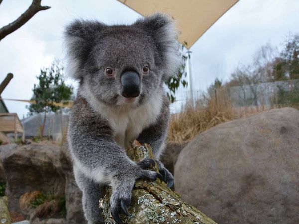 Animal Park - Episode 14