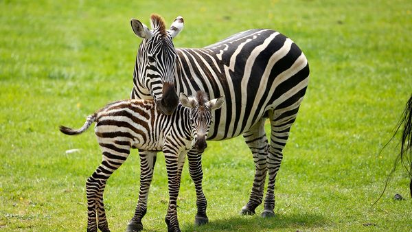 Animal Park - Episode 10