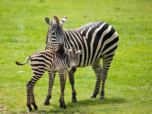Animal Park - Episode 10