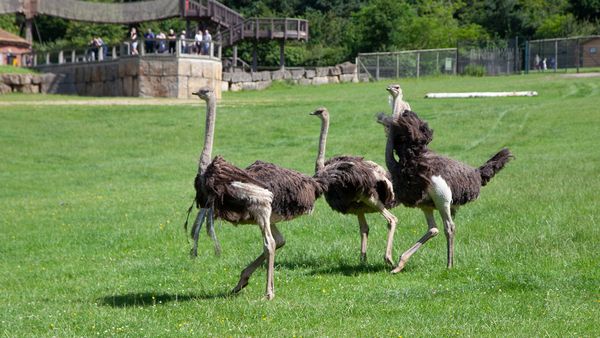 Animal Park - Episode 13