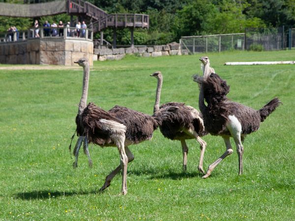 Animal Park - Episode 13