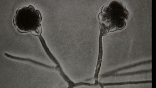 Forensic Files - Breaking the Mold