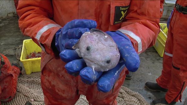 Expedition Antarctica - Kill To Survive