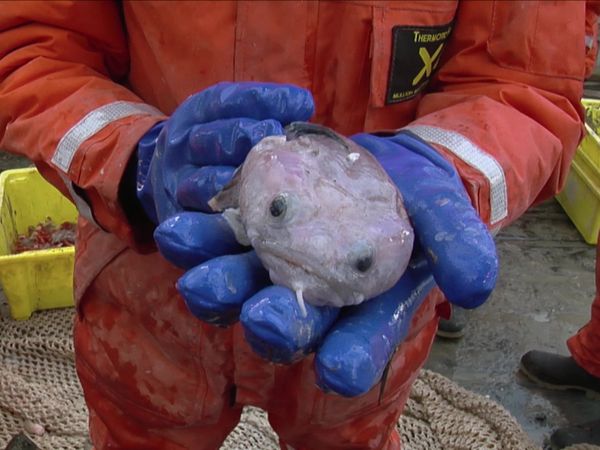 Expedition Antarctica - Kill To Survive