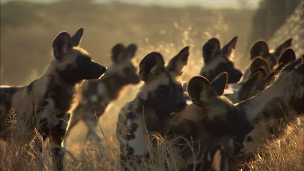 Órfãos da Vida Selvagem - Operação Cão Selvagem