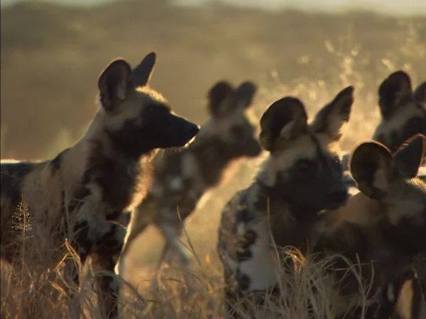 Órfãos da Vida Selvagem - Operação Cão Selvagem