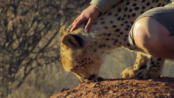 Órfãos da Vida Selvagem - Gatos grandes e babuínos bebês