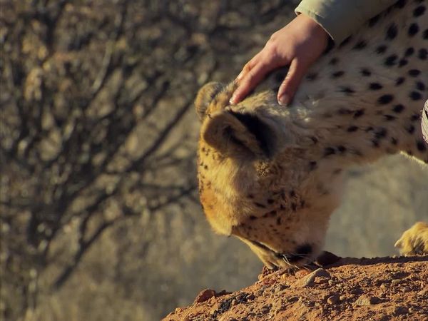 Órfãos da Vida Selvagem - Gatos grandes e babuínos bebês