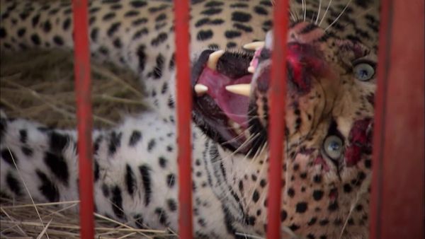 Órfãos da Vida Selvagem - Problema de gato