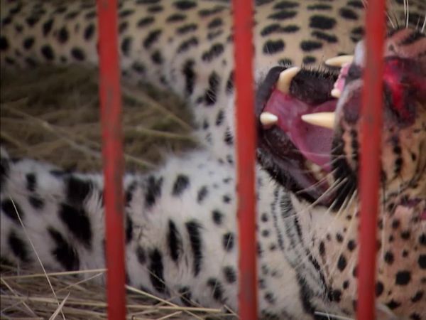 Órfãos da Vida Selvagem - Problema de gato