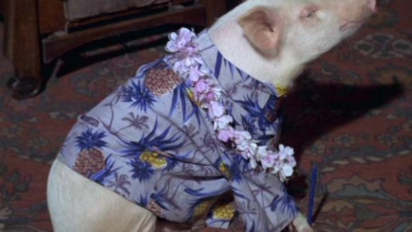 Green Acres - Guess Who's Not Going To The Luau