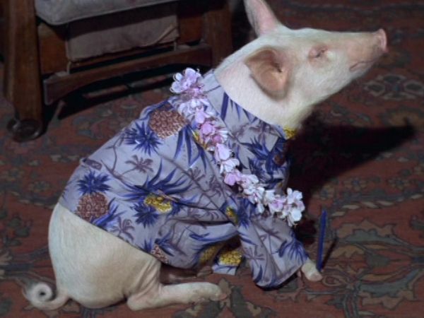 Green Acres - Guess Who's Not Going To The Luau