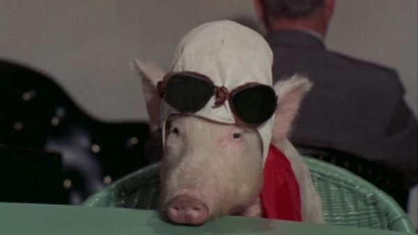 Green Acres - Economy Flight To Washington