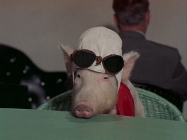 Green Acres - Economy Flight To Washington