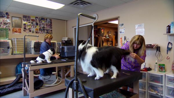 Pet Heroes - Acts Of Courage