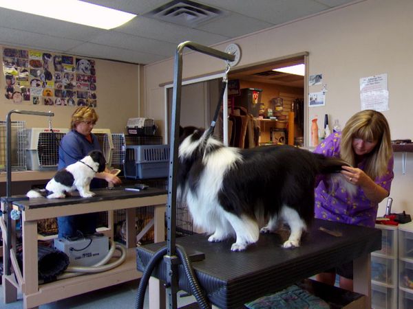 Pet Heroes - Acts Of Courage