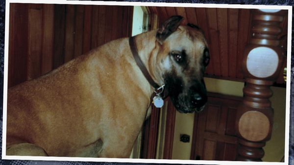 Pet Heroes - Family First