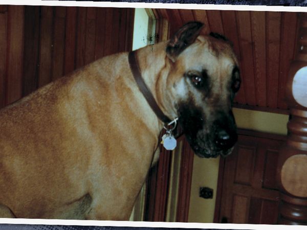 Pet Heroes - Family First
